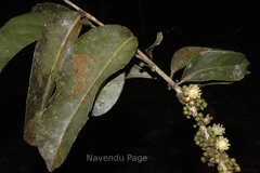 Drypetes confertiflora